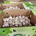 China offer red garlic in box 10kg, new crop normal white garlic export 2021